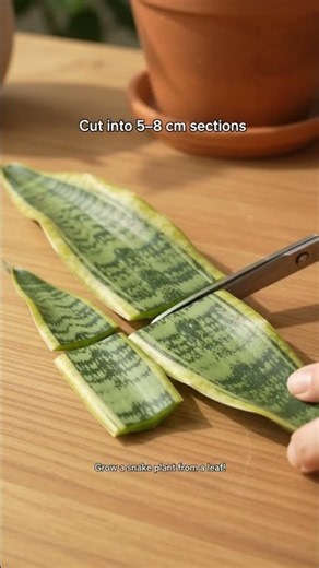 How to Grow a Snake Plant From a Cutting