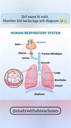 Human Respiratory System | Easy Marks Trick 🫁 | Class 10 Science ‪@studywithshivaclasses8078‬
