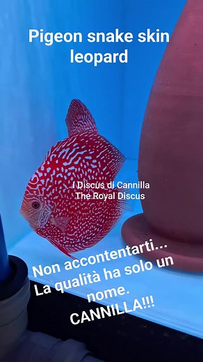 12 reactions | Discus Pigeon Snake Skin leopard | I Discus di Cannilla The Royal Discus Riproduzione e Allevamento Italiano | Facebook