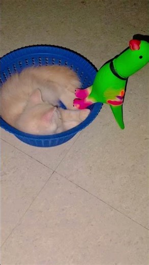 Choco ki Pareshani😂#tredingshorts #ytshorts#catshorts #funnycat #trending #cute #beautifulcat #viral