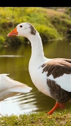 Swan Life | Those two geese are so beautiful!