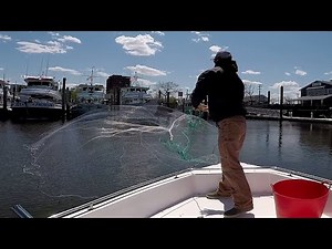 How to cast net bunker (menhaden) and some striped bass liveline action