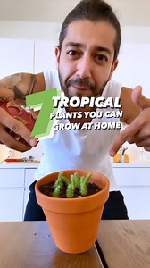 1M views · 24K reactions | 7 Awesome Plants from the Tropics you can Grow at Home!  Super fun projects to try with your kids too! 朗 . . . #plants #planttips #howto #gardening #gardeningtips #kitchenhacks #garden #plantsofinstagram | creative explained | Facebook