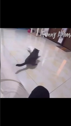 معركة بين القط والأرنب من سيفوز - مواقف مضحكة وغريبة للحيوانات - غرائب وطرائف عالم الحيوان #shorts