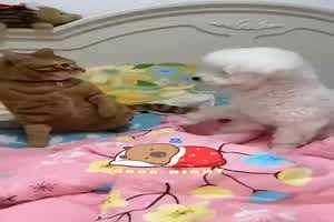 witziges Video 'Aggressive Katze' - FUNPOT