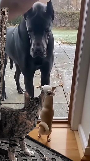 A Chihuahua barks at a large dog, and when you open the door, it looks startled and looks up.