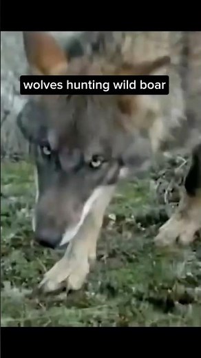 wolves attack wild boars #animals #animallife #wildlife #hewan