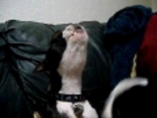 Boston Terrier Howling
