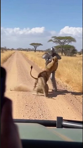 Lion Attack on Armored Man Shocking African Wildlife Video #USAshorts #LionAttack #AfricanWildlife