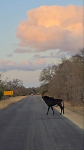 The Bushveld Crown Bearer- Sable Bull in his Prime 👑 #fblifestyle #safari #africa | Aadil Shaik