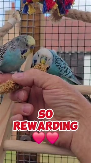 TheBirdRetreat on TikTok