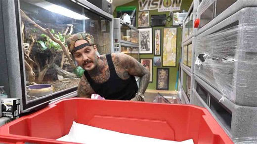 How a unique clutch of white cobras is settled into a controlled environment