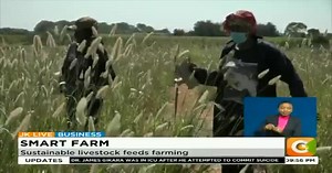 1.7K views · 203 reactions | Smart Farm: Sustainable livestock feeds farming Farmers encouraged to plant on animal feeds KALRO planting 4 varieties of range land grasses in Makueni #JKLive @KoinangeJeff | Citizen TV Kenya | Facebook