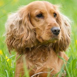 Names for Male and Female Cocker Dogs ▷➡️ Postposmo