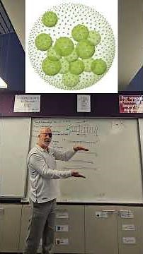 Fast DNA Replication
