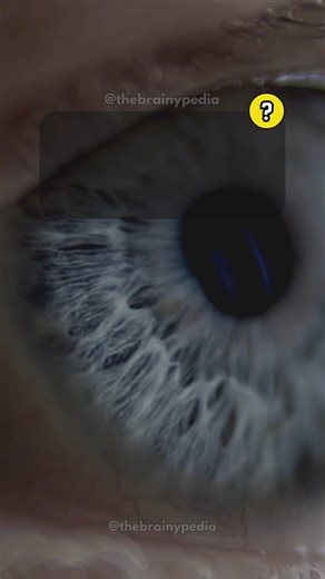 Anatomy Quiz Game. Interesting Anatomy Facts You Should Know. Follow us for more fun quizzes and interesting facts. . . #BranyPedia #facts #triviachallenge #interestingfacts #quiz #quizvideos #funfacts #QuizTime #TriviaTime #didyouknowfacts #DidYouKnow #moreyouknow #awesomefacts #triviaquiz #quizgame | Brainypedia