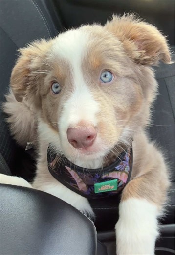 Changing Puppy Eyes: A Border Collie Transformation