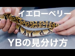 【YBの見分け方】イエローベリーボールパイソンの判別方法【Yellowbelly Ballpython】