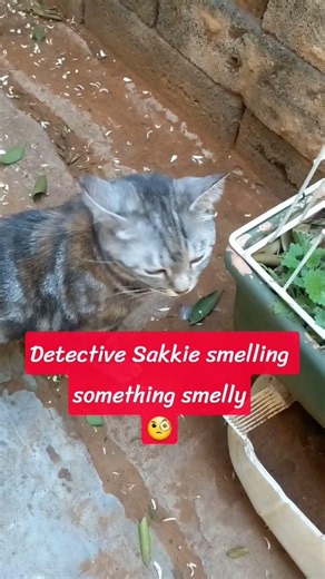 Sakkie investigating the smelly smells. #fyp #funny
