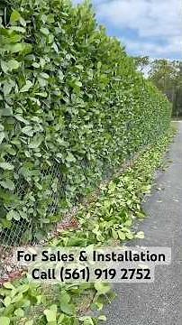 Clusia Hedge 10ft tall freshly trimmed in West Palm Beach, Florida.