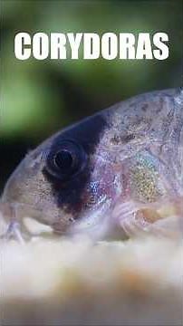 Corydoras, the fish that are impossible to hate!