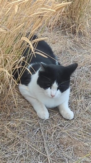 wild kitty😁 #junkyardcats #straycats #feralcats