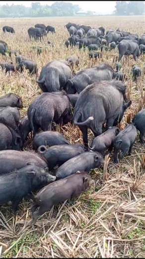 pig grazing in open field
