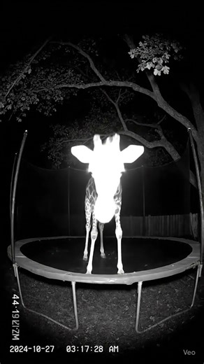 giraffe Jumping in CCTV camera 📷#giraffe #jump #camera #cctv
