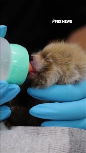 WATCH: Newborn red panda cub gets bottle-fed at California zoo