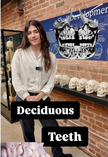 The Bone Museum (@bonemuseum) - Understanding Baby Teeth: Importance and Eruption