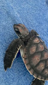 245K views · 10K reactions | These sweet turtle hatchlings were treated at our Australia Zoo Wildlife Hospital due to plastic ingestion. We released them to the EAC allowing them the best chance of survival. Send some good vibes or say a little prayer for these angels of the ocean as they embark on their enormous life journey.  | Bindi Irwin | Facebook