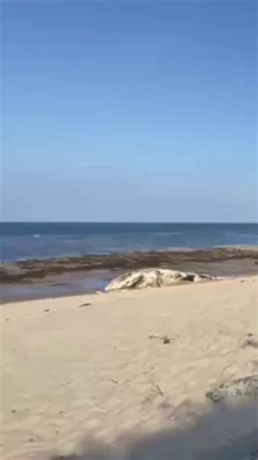 62K views · 269 reactions | Warning after dead whale washes up on Northumberland beach  #northumberland | Newcastle Chronicle | Facebook