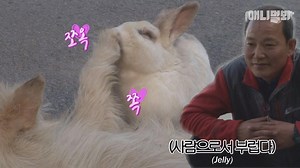 152K views · 4.1K reactions | 벚꽃 다 지고 장마철인데 사랑하고 싶게 만드는 개와 토끼의 아침드라마 같은 참사랑.. (토끼가 1인 2역임ㅋㅋㅋㅋㅋ) Rabbit Has A Crush On A Dog? LOL Rabbit's one-sided love with a dog.. Could love be in the air? | SBS TV동물농장x애니멀봐 | Facebook