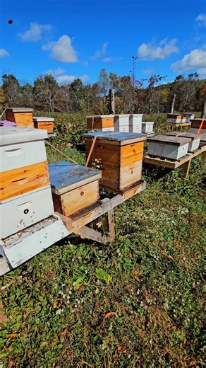 12 reactions | Very Busy Apiary Day Lots of last minute winter prep taking place. Love it! #oakpointfarmllc #honeybees #honeybee #beehive #apiary #beekeeping #relaxing #reelsfb #shorts # | Oak Point Farm | Facebook