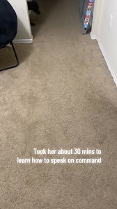 Lila showing off her skills #doberman #dogs #dogslife #doggo #dog #doggy #doggle #dogsofinstagram #DogReelsDaily | The Dobie Team