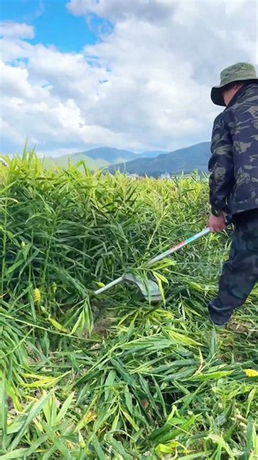 Ginger Harvest: Farmer Mechanically Cuts Down Lush Green Stalks