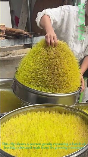 Harvesting Cultivated Malt: Key Step for Homemade Maltose