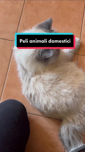 Utilizzare i peli degli animali domestici per aiutare gli uccelli a costruire i nidi