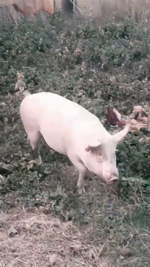 large white pig 🐷 #suar large white #pig