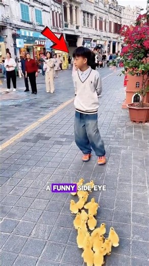 Ducklings Follow a Boy Everywhere