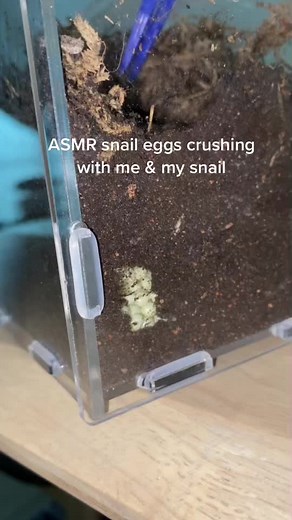 Unveiling the Fascinating Process of Snails Laying Eggs