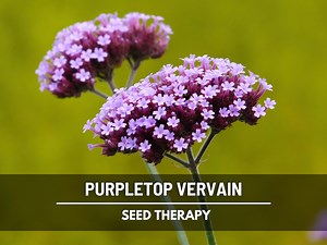 Purpletop Vervain Seeds – Heirloom, Purple Flowers, Butterfly Attracting, Native Wildflower, Garden Favorite | 100 Seeds - Etsy