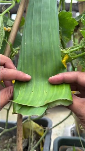 Cucumber protects tips from insects by using banana leafes #gardening #ytshorts