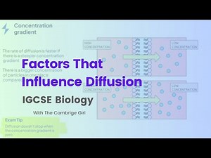 Factors That Influence Diffusion IGCSE Biology @thecambrigegirl