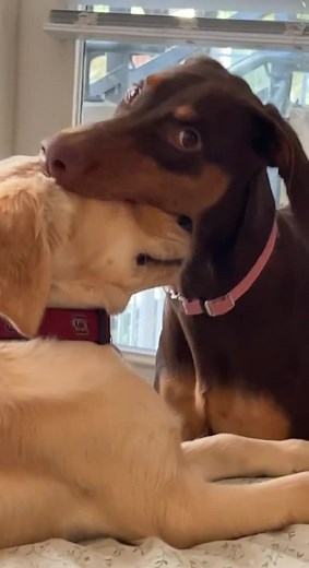 This is just too cute! | Rumble