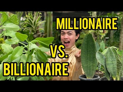 These are the Plants that Chase MONEY MILLION DOLLAR PLANT VS BILLIONAIRE