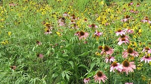 Learn why you should consider turning part of your lawn into a native prairie planting .OCVN Volunteer Bonnie Wilkinson discusses how to prepare and manage a prairie or meadow without using chemical herbicides. Download a helpful information sheet at the following link- https://ntprd.org/wp-content/uploads/2020/08/Prairie-Power-One-Sheeter.pdf | National Trail Parks and Recreation District