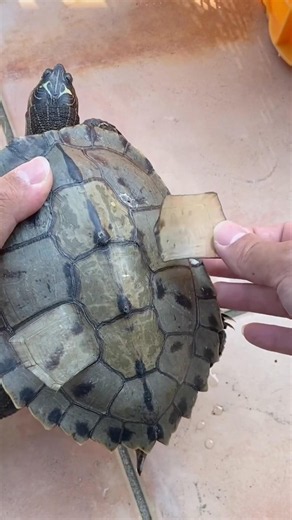 Why Turtle Shells Flake Off! #goodtoknow #vet #medicine #educational #funfacts #lifehacks #survival