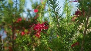 A vibrant outdoor shot of a bee pollinating a grevillea 'robyn gordon' in the lush countryside of puglia, italy, surrounded by green foliage and red flowers.
