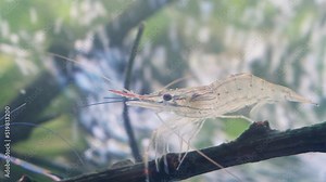 Close up of shrimp walk on branch tree in water. Giant river prawn or giant freshwater prawn larvae (Macrobrachium rosenbergii) in macro